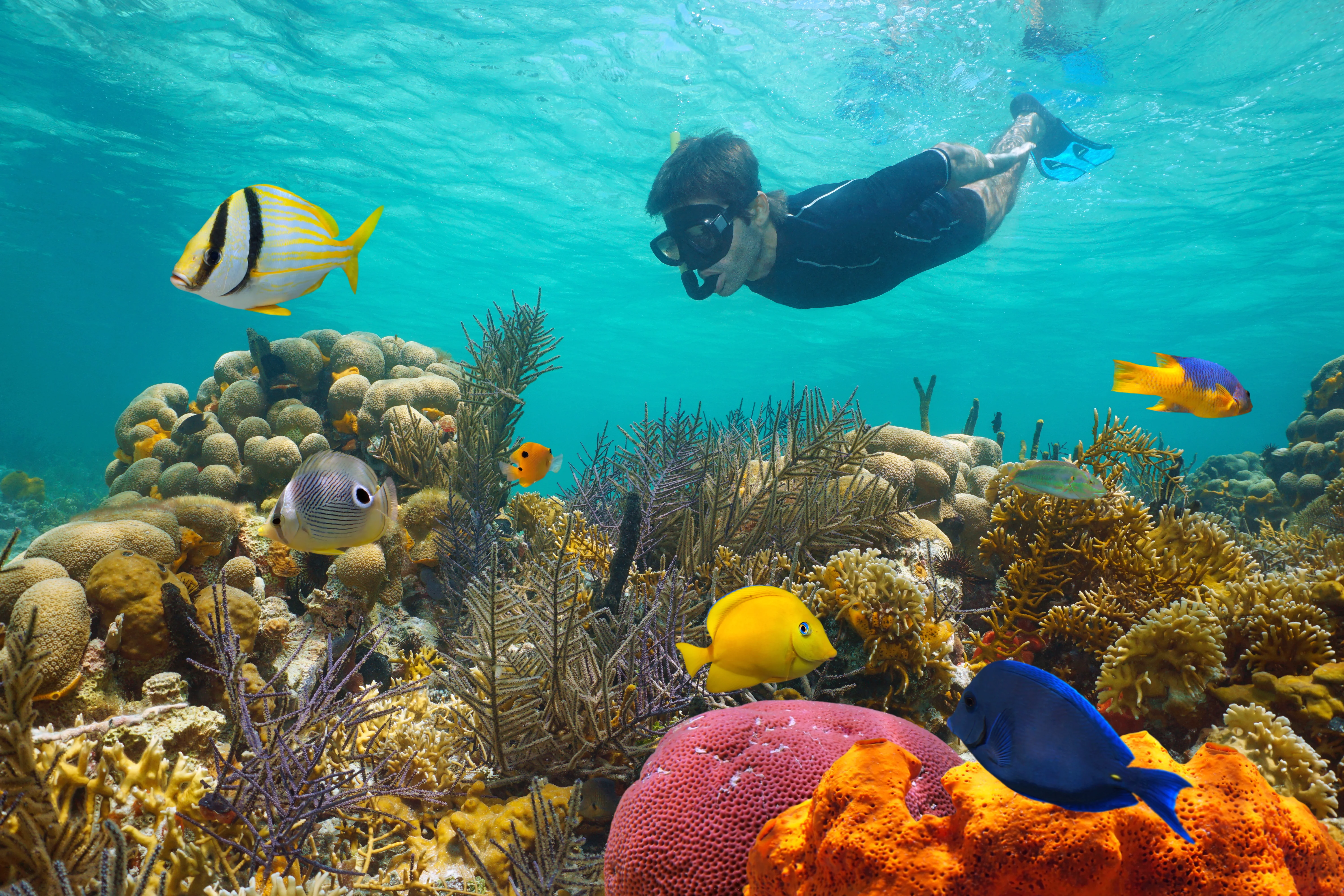 man snorkeling underwater at Cades Reef