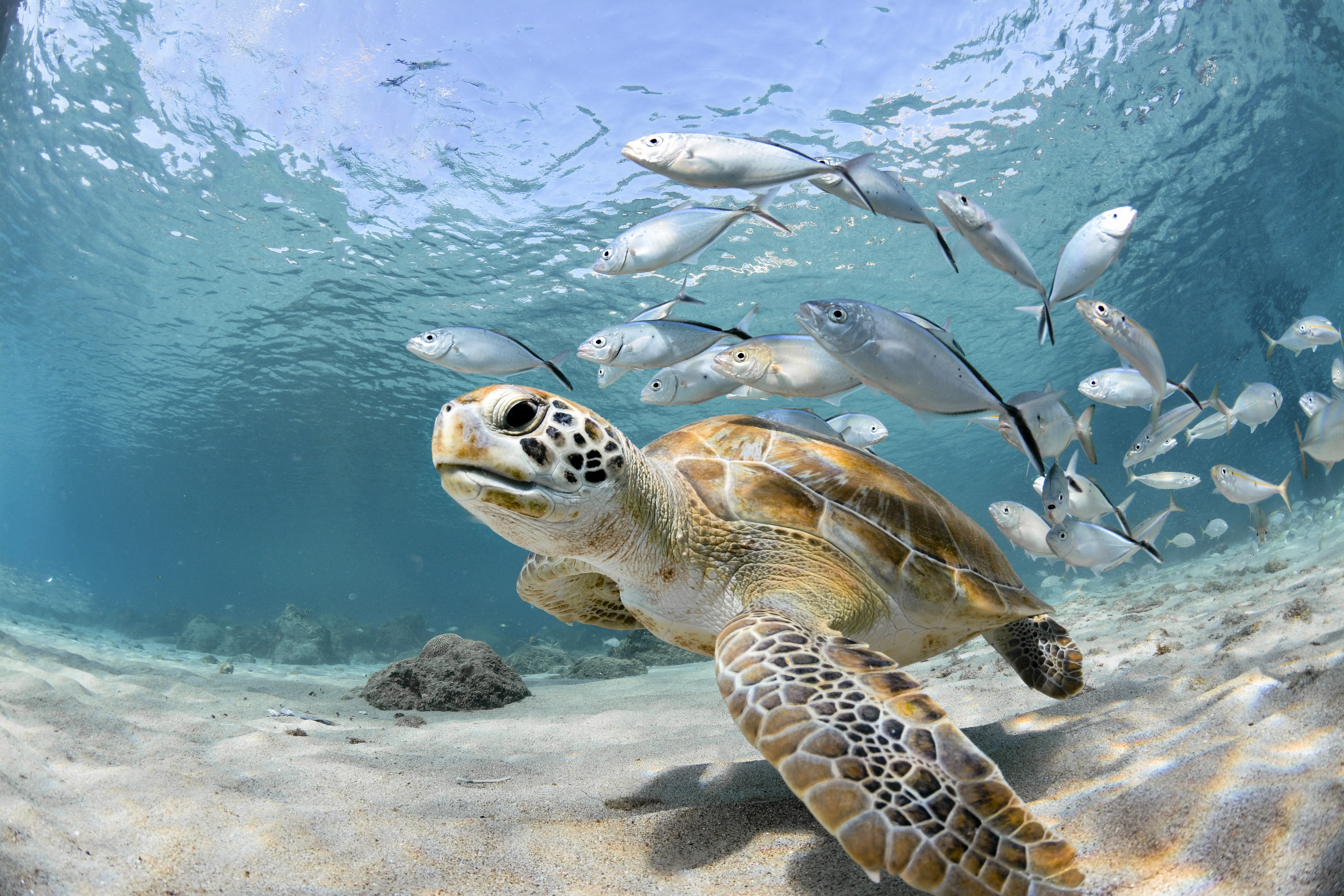 Seas turtles and fish swiming together