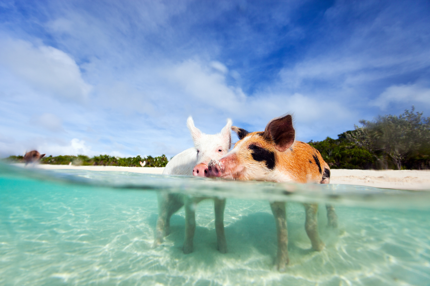 Exuma Cays Swimming Pigs in Bahamas