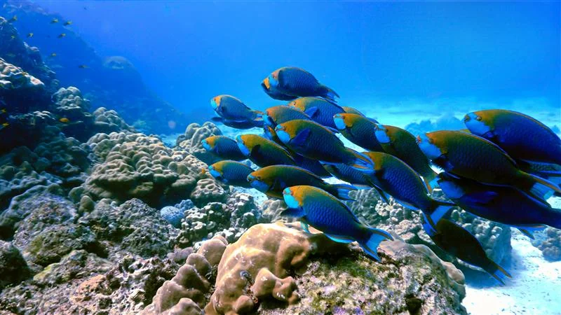 Marine life in Jamaica