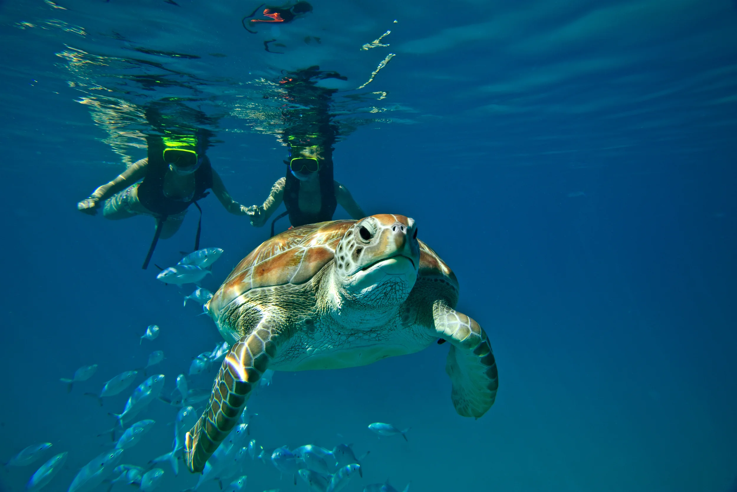Sea turtle and snorkeling experience in Carlisle Bay