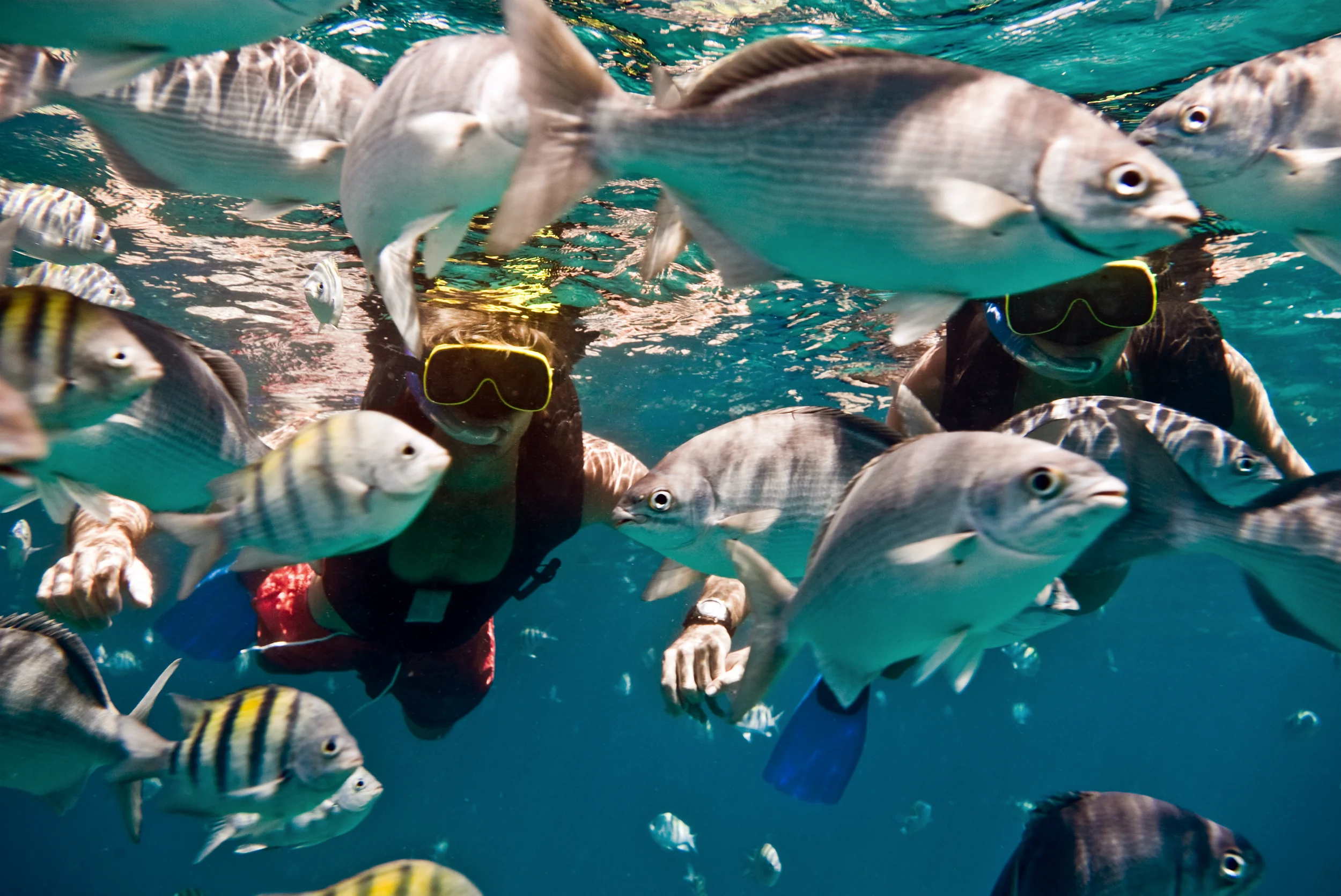Snorkeling and sailing experience in Barbados