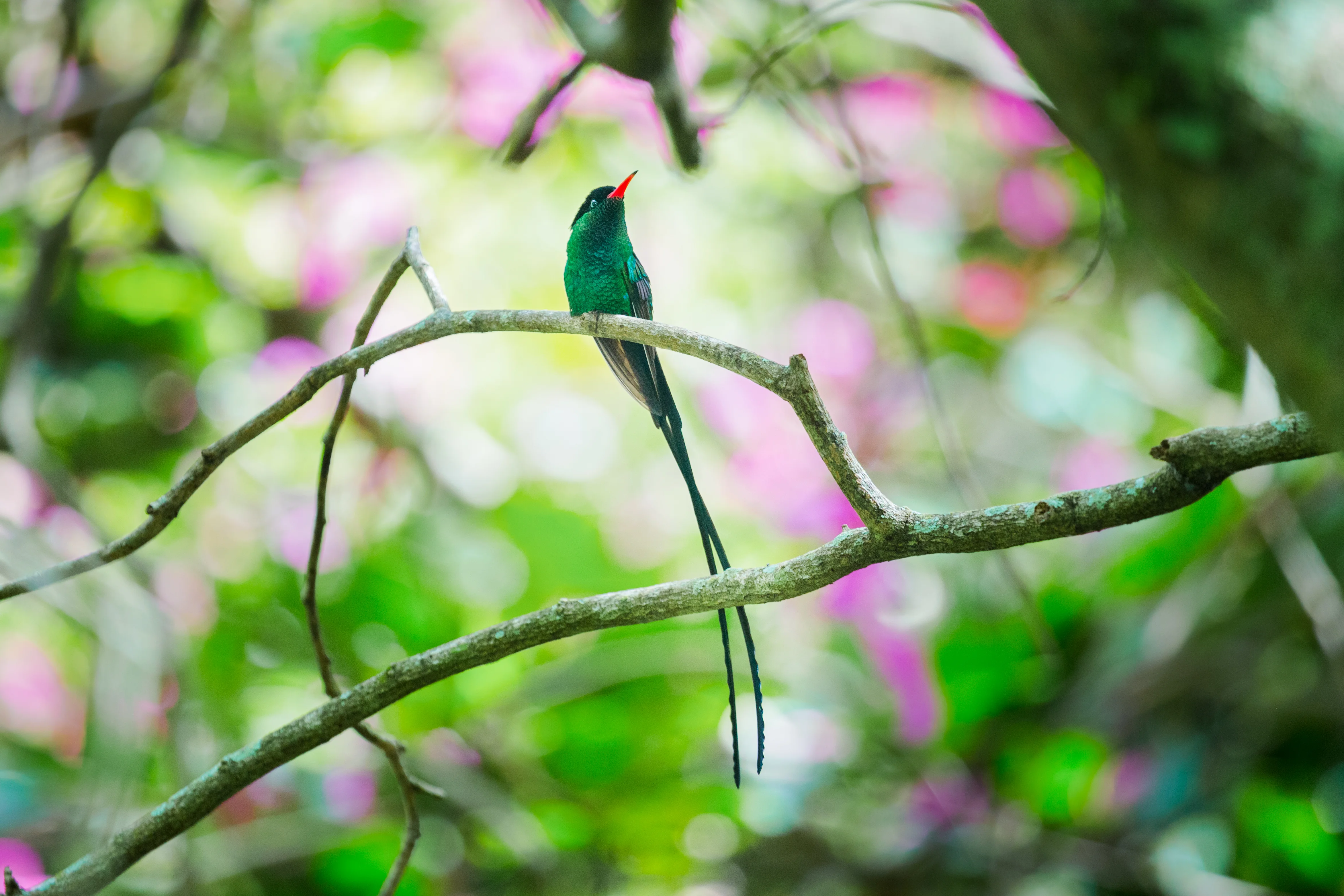 Jamaican endemic wildlife