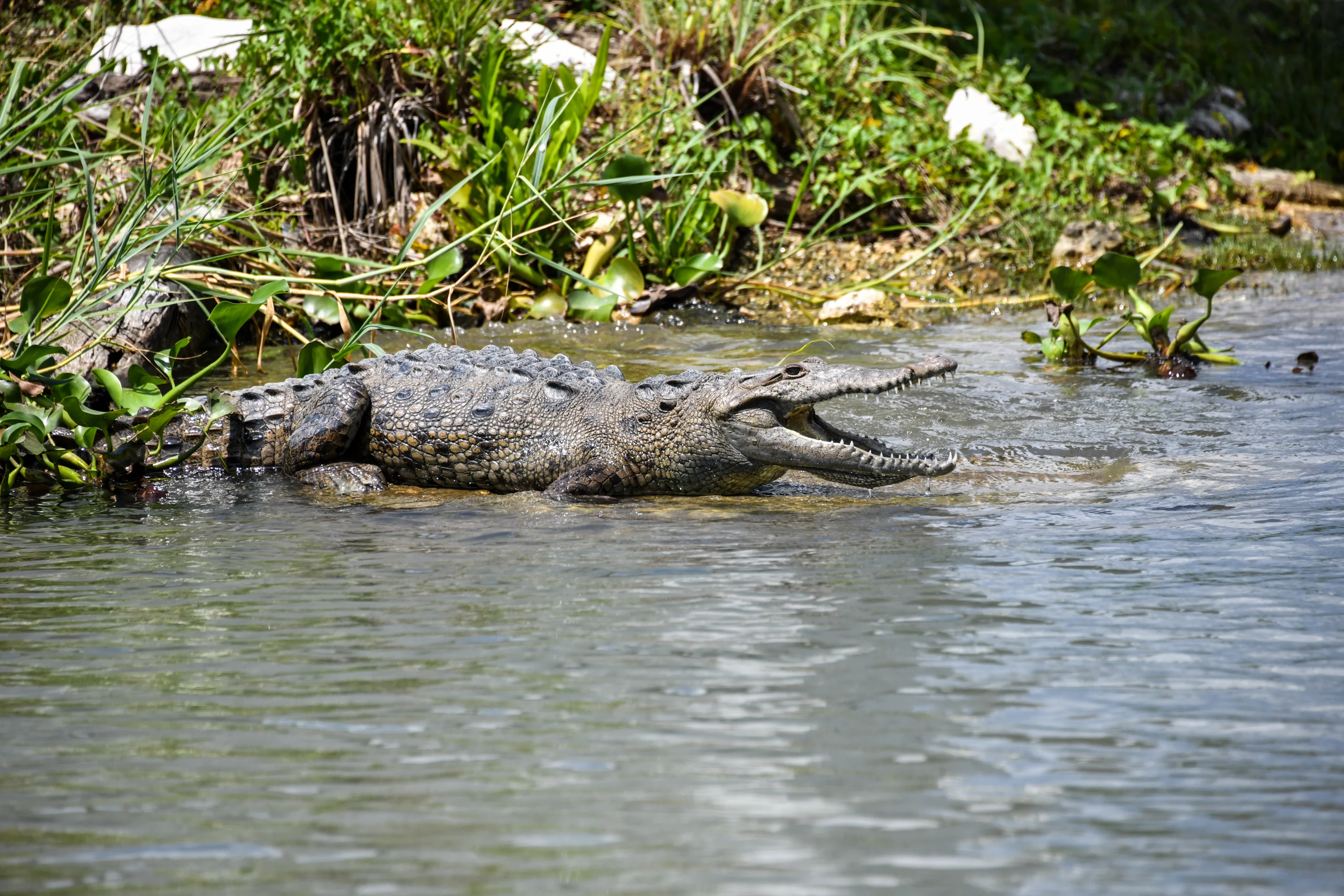Wetlands and river wildlife in Jamaica