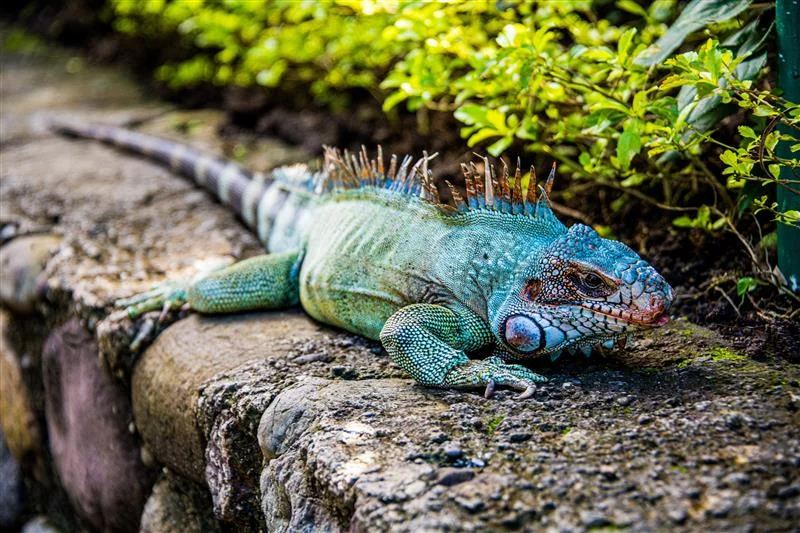Jamaican reptiles and wildlife