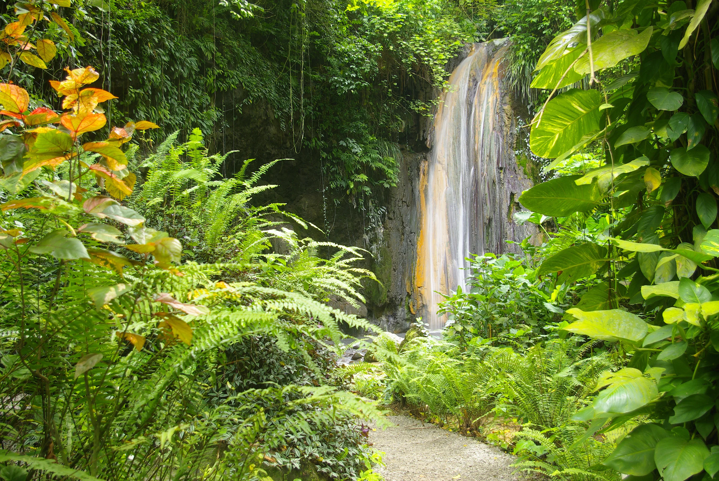 Tropical plant life in the St. Lucia rainforest